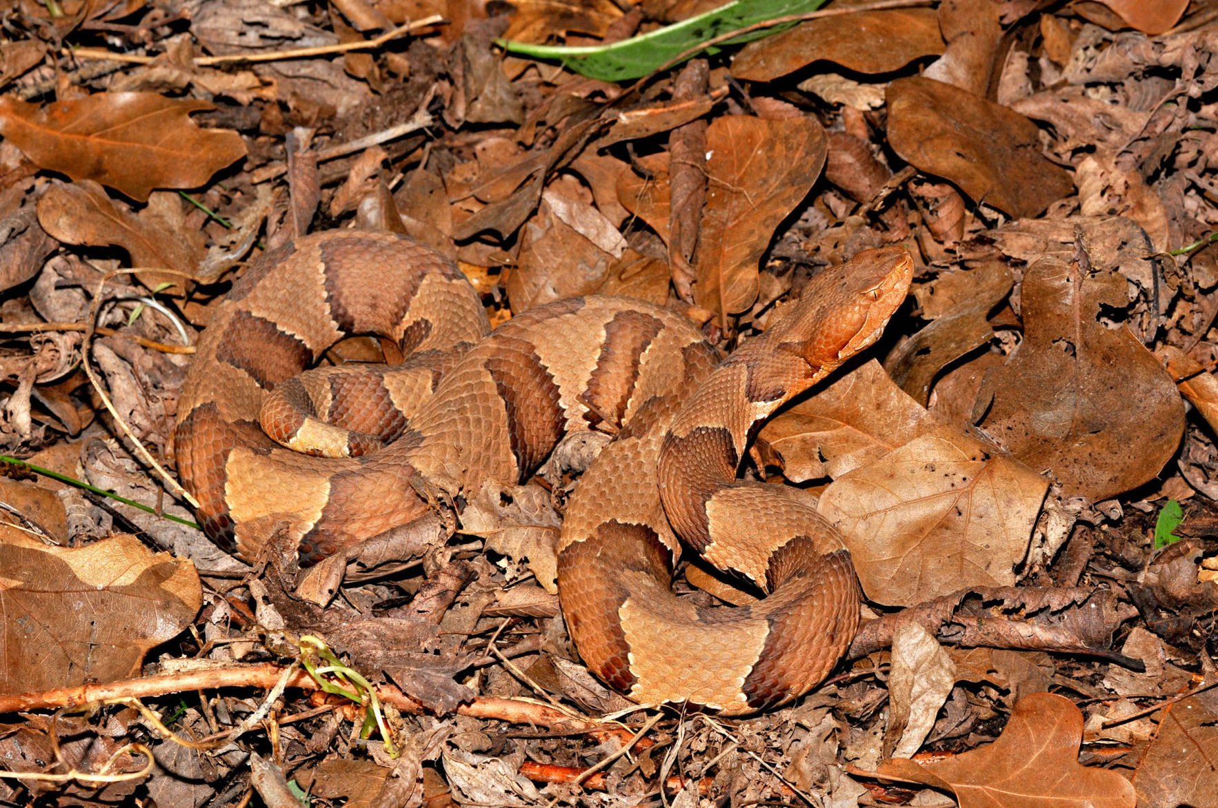 venomous snakes copperhead